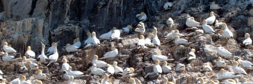 bass-rock-gannets